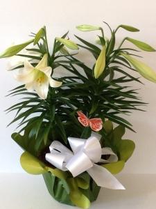 Double Easter Lily