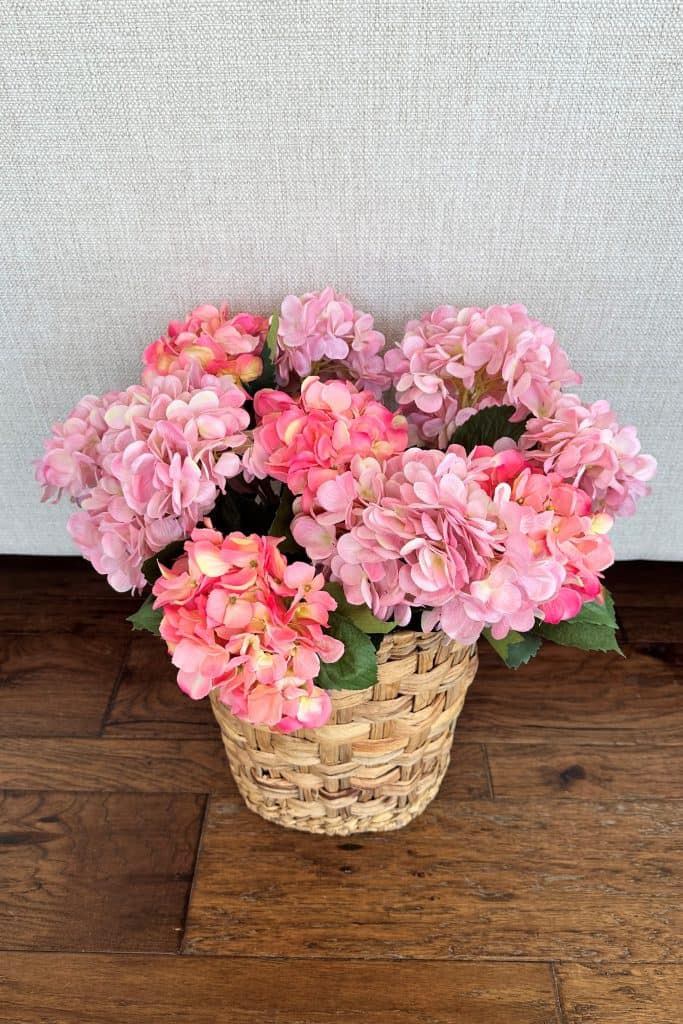 Hydrangea
