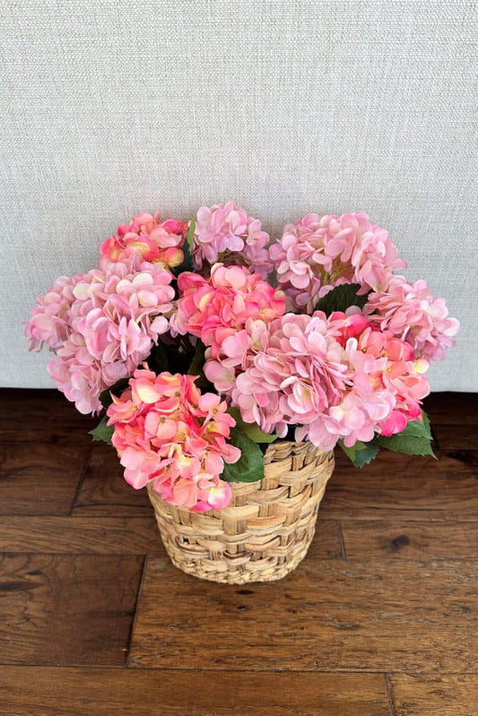 Hydrangea