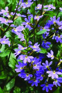 Scaevola Fairy Blue