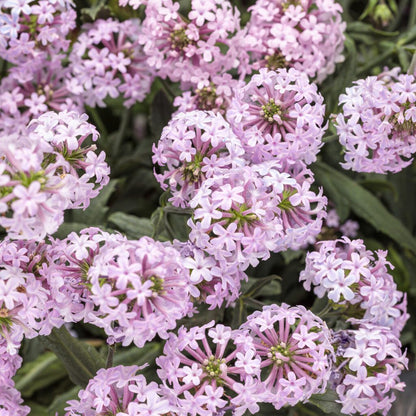 VERBENA CAKE POPS PINK – NEIL'S FLOWERS AND GREENHOUSES, Kingston ON