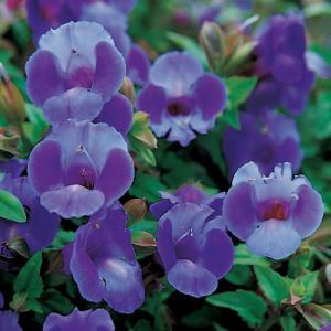 Torenia Summer Wave large Blue – NEIL'S FLOWERS AND GREENHOUSES, Kingston ON