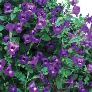 Torenia Summer Wave large violet – NEIL'S FLOWERS AND GREENHOUSES, Kingston ON