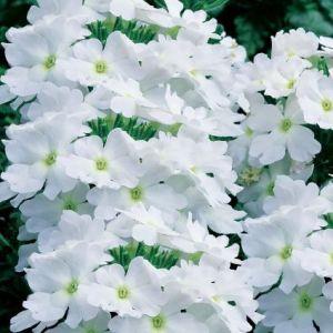 Verbena Lanai Compact White – NEIL'S FLOWERS AND GREENHOUSES, Kingston ON