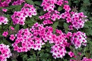 Verbena Lanai Bright Eye – NEIL'S FLOWERS AND GREENHOUSES, Kingston ON