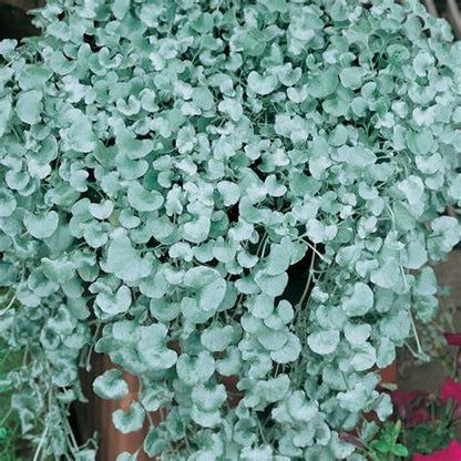 DICHONDRA SILVER FALLS – NEIL'S FLOWERS AND GREENHOUSES, Kingston ON