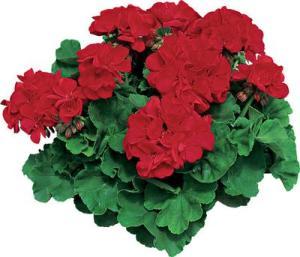 5" Geranium Americana Dark Red – NEIL'S FLOWERS AND GREENHOUSES, Kingston ON