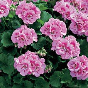 Geranium Americana Pink – NEIL'S FLOWERS AND GREENHOUSES, Kingston ON
