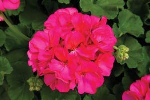 5" Geranium Rocky Mountain Violet – NEIL'S FLOWERS AND GREENHOUSES, Kingston ON