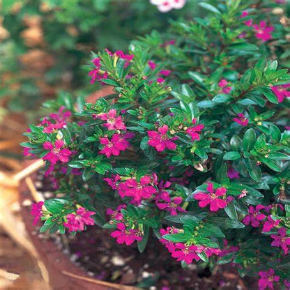CUPHEA  MEXICAN HEATHER – NEIL'S FLOWERS AND GREENHOUSES, Kingston ON