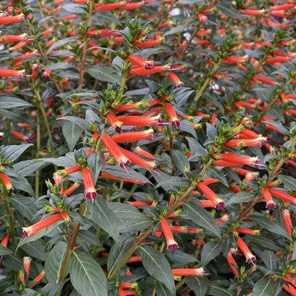 cuphea vermillionarica – NEIL'S FLOWERS AND GREENHOUSES, Kingston ON