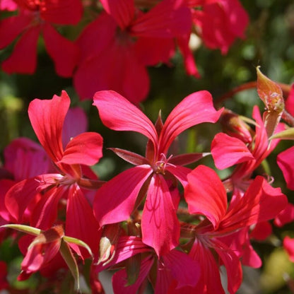 Geranium MINI CASCADE RED – NEIL'S FLOWERS AND GREENHOUSES, Kingston ON