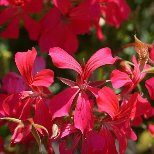 Geranium MINI CASCADE RED