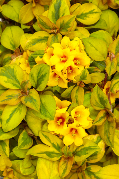 LYSMACHI WAKIKI SUNSET – NEIL'S FLOWERS AND GREENHOUSES, Kingston ON