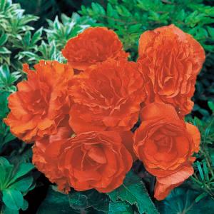 5" Begonia Non- Stop Orange – NEIL'S FLOWERS AND GREENHOUSES, Kingston ON