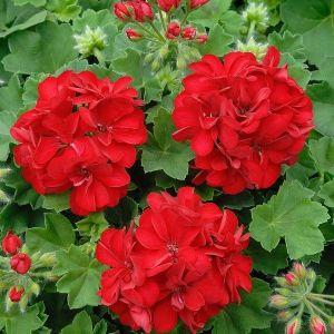 GERANIUM – NEIL'S FLOWERS AND GREENHOUSES, Kingston ON