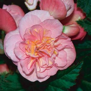 5" Begonia Non- Stop Pink – NEIL'S FLOWERS AND GREENHOUSES, Kingston ON