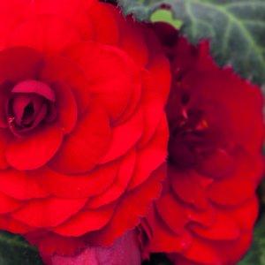 5" Begonia Non-Stop Red – NEIL'S FLOWERS AND GREENHOUSES, Kingston ON