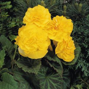 5"Begonia Non-Stop Yellow – NEIL'S FLOWERS AND GREENHOUSES, Kingston ON