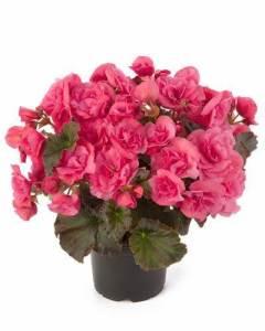 5" Begonia Solenia Dusty Rose – NEIL'S FLOWERS AND GREENHOUSES, Kingston ON