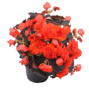 5" Begonia Solenia  Orange – NEIL'S FLOWERS AND GREENHOUSES, Kingston ON