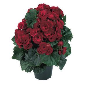 5" Begonia Solenia Velvet Red – NEIL'S FLOWERS AND GREENHOUSES, Kingston ON