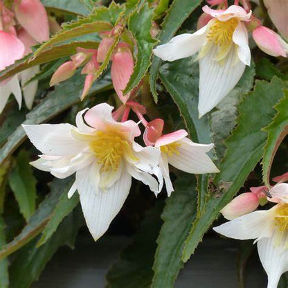 5" Begonia Summer Wing white  Elegance – NEIL'S FLOWERS AND GREENHOUSES, Kingston ON
