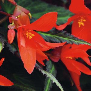 5" Begonia Summer Wing Orange – NEIL'S FLOWERS AND GREENHOUSES, Kingston ON