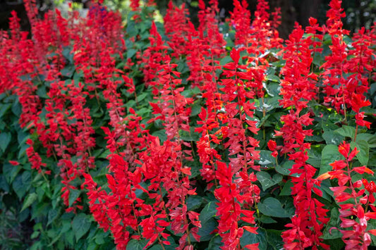 SALVIA UNPLUGGED RED