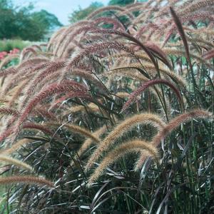 6" Grass Purple Fountain – NEIL'S FLOWERS AND GREENHOUSES, Kingston ON