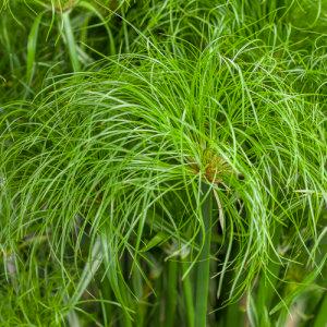 6" Grass Prince Tut – NEIL'S FLOWERS AND GREENHOUSES, Kingston ON