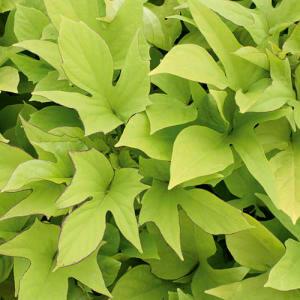 4" Vine Sweet Potato Bright Ideas Lime – NEIL'S FLOWERS AND GREENHOUSES, Kingston ON