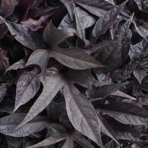 4\ 4" Vine Sweet Potato Bright Ideas Black – NEIL'S FLOWERS AND GREENHOUSES, Kingston ON