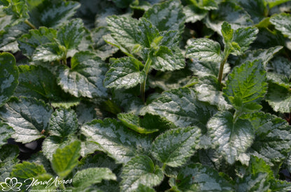 LAMIASTRUM SILVER FROST – NEIL'S FLOWERS AND GREENHOUSES, Kingston ON