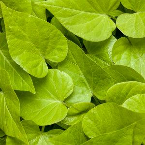 Sweet Potato Compact Magic – NEIL'S FLOWERS AND GREENHOUSES, Kingston ON