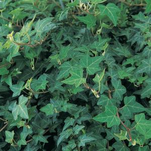 4" Vine English Ivy – NEIL'S FLOWERS AND GREENHOUSES, Kingston ON