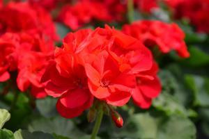 5" Geranium Patriot  Bright Red – NEIL'S FLOWERS AND GREENHOUSES, Kingston ON