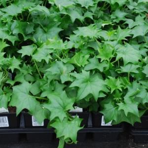 German Ivy – NEIL'S FLOWERS AND GREENHOUSES, Kingston ON