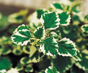 4" Varigated Swedish Ivy – NEIL'S FLOWERS AND GREENHOUSES, Kingston ON