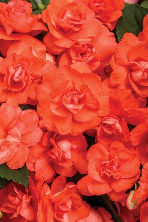 DOUBLE IMPATIENS ROCKAPULCO TROPICAL SHADES