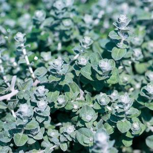 4" Vine  Licorice Mini – NEIL'S FLOWERS AND GREENHOUSES, Kingston ON