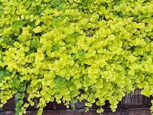 Lysmachic Goldi Locks – NEIL'S FLOWERS AND GREENHOUSES, Kingston ON