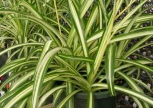 4" Vine Spider Plant Varigated – NEIL'S FLOWERS AND GREENHOUSES, Kingston ON