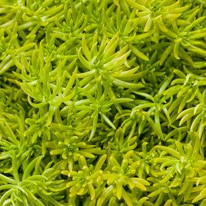 4" Vine Sedum Lemon Coral – NEIL'S FLOWERS AND GREENHOUSES, Kingston ON