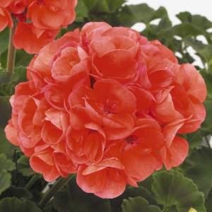5" Geranium Patriot Evening Glow – NEIL'S FLOWERS AND GREENHOUSES, Kingston ON