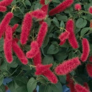 Acalypha-Chenille – NEIL'S FLOWERS AND GREENHOUSES, Kingston ON
