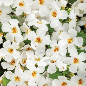 Bacopa Snowstorm Snow Globe – NEIL'S FLOWERS AND GREENHOUSES, Kingston ON