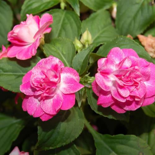 DOUBLE IMPATIENS ROCKAPULCO ROSE