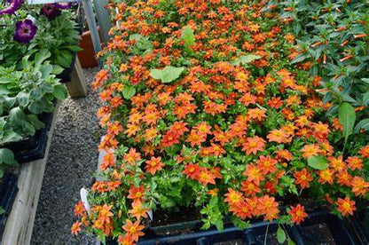Bidens CAMPFIRE FLAME – NEIL'S FLOWERS AND GREENHOUSES, Kingston ON