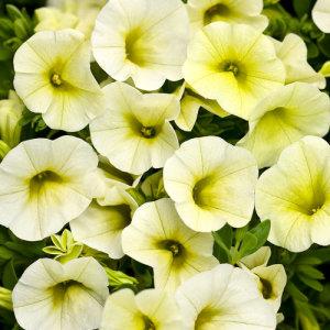 Million Bells Supper Bells Petunia Yellow – NEIL'S FLOWERS AND GREENHOUSES, Kingston ON